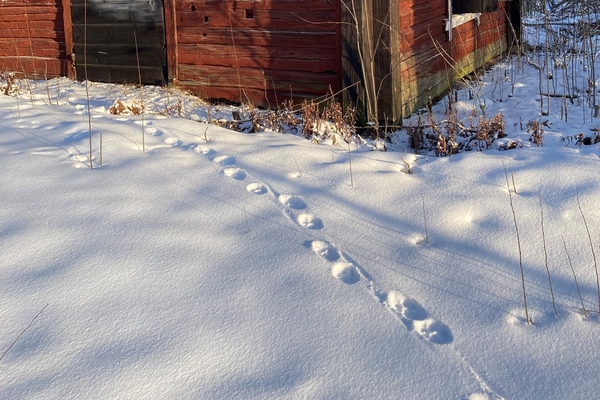 Spår i snön framför en gammal röd stuga på en solig vinterdag.