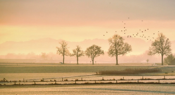 Jordbrukslandskap med några träd och en flock fåglar