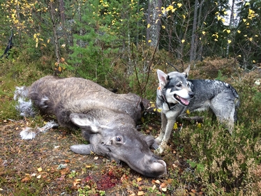 jakthund vid fälld älg