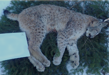 Fällt lodjur på bädd av granris