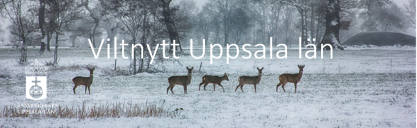 sidhuvud foto på rådjur i snöklätt jordbrukslandskap