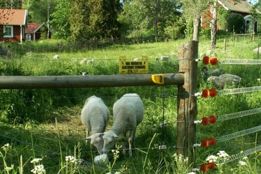 Foto: Viltskadecenter. Två får betandes bakom rovdjursavvisande stängsel