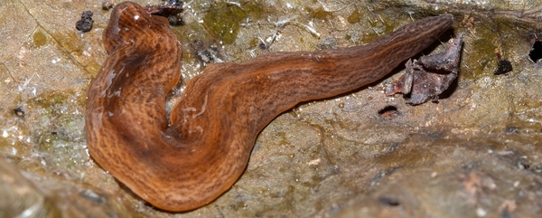 En brun och slemmig lövplattmask.