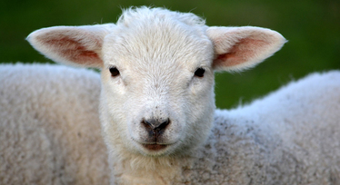 Ett lamm med utåtstående öron och fuktig nos tittar rakt mot betraktaren