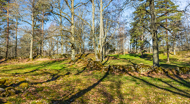 En hage med träd i vårsol