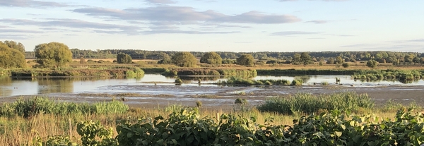 Vy över lugnt våtmarkslandskap med vatten, grönska och träd