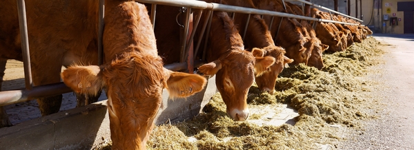 Bruna kor äter hö på en bondgård.