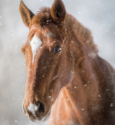 Närbild av en brun häst med vit fläck i pannan
