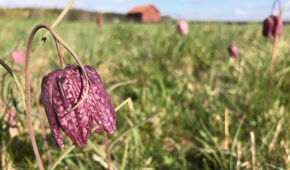 Kungsängslija på ett fält