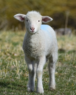 Utlysning: Kunskapshöjande insatser inom lammnäringen