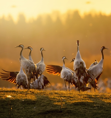 Tranor vid solnedgång i en äng