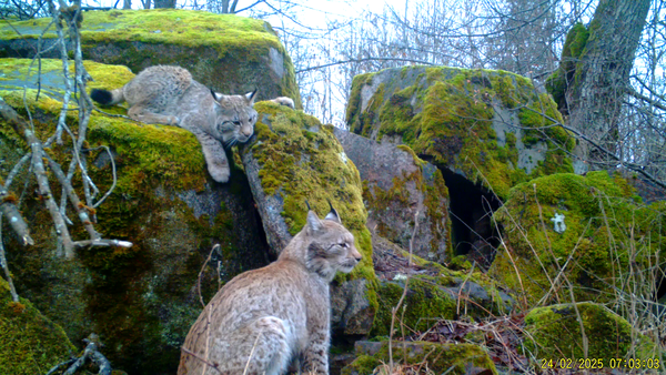 Foto på lodjur från Länsstyrelsens viltkamera