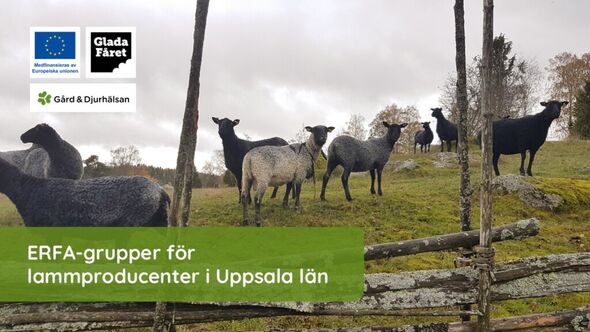 ERFA-grupper för lammproducenter i Uppsala län
