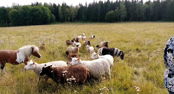 Gårdsbesök kombinerad med fältvandring