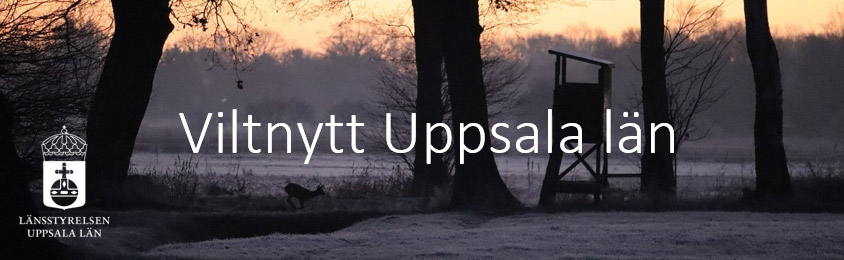 Gryning i frosthöljt landskap med vilt och jaktvaktstorn i Uppsala län.