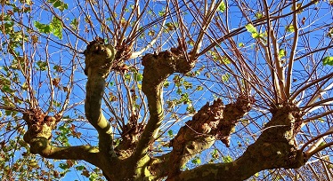 Hamlat träd