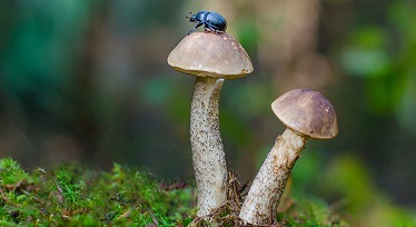 En blå skalbagge på en svamp