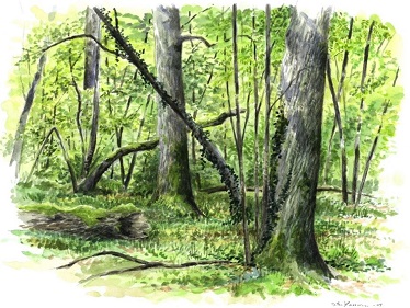 Skogsbild