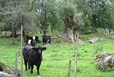 Kor i betesmark