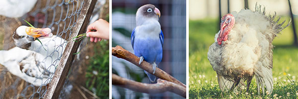 Bildkollage med en gås, en blå burfågel och en kalkon
