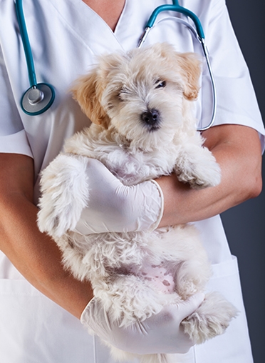 Veterinär i vit rock med handskar och stetoskop runt halsen håller en lurvig liten hund i famnen