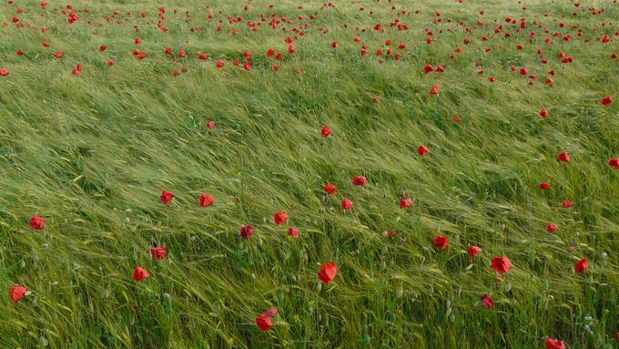 körsbärsblomning