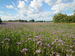 blommande fält