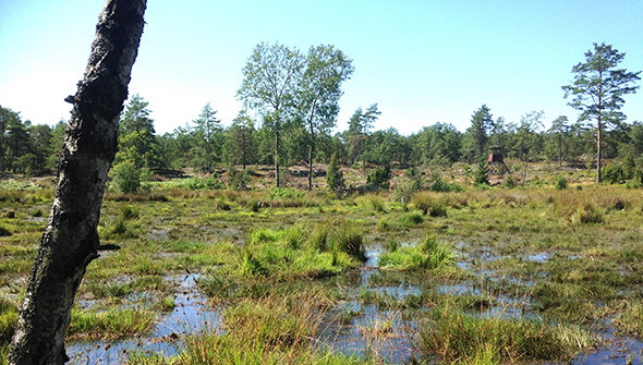 Våtmark i skärgården