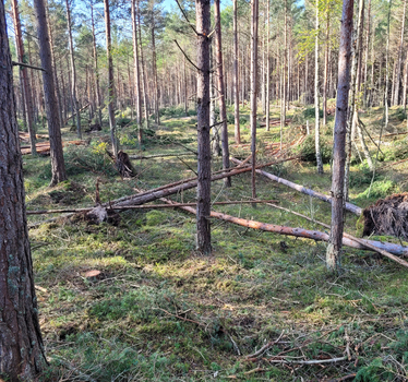 Ung tallskog där träd har avverkats