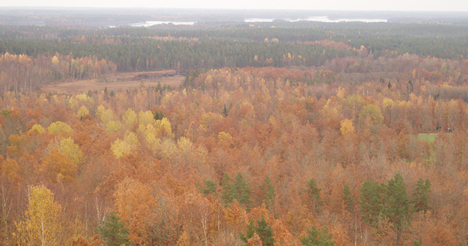 Skogslandskap med höstfärger sett uppifrån