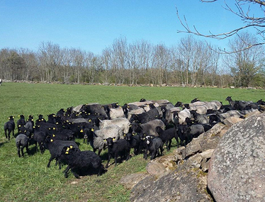 Fårflock på bete