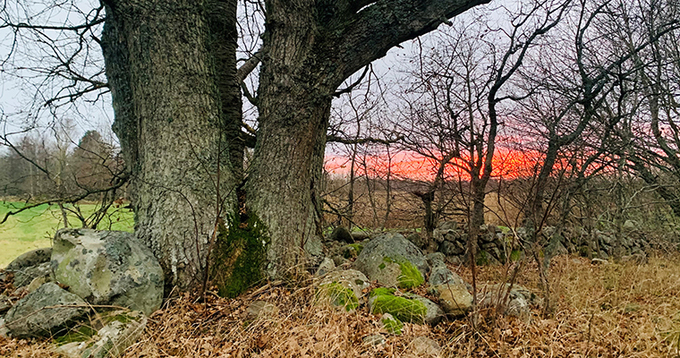 Gamla ekar och stenmur med röd himmel i solnedgång