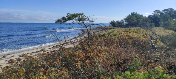 vresrosor som breder ut sig på sandstrand.