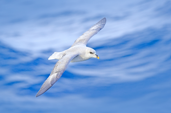 Vit fågel flyger över det blåa havet.