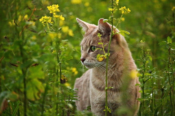 Katt i rapsfält