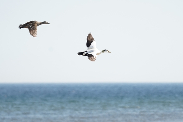 Ejdrar flyger över havet