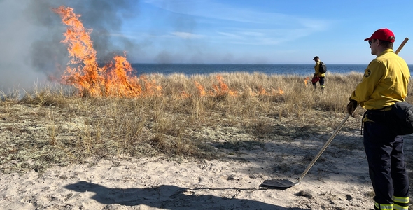 Gräsbräning på strand