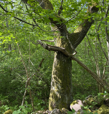 Gammal ek i lövskog Gammal ek i lövskog
