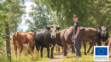 Kossor och en bonde Kossor och en bonde