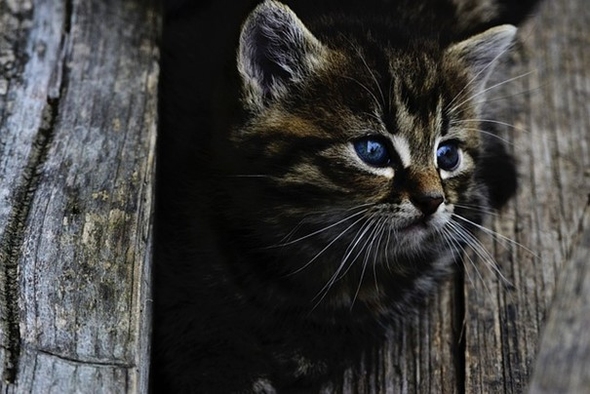 Kattunge tittar ut genom ett hål