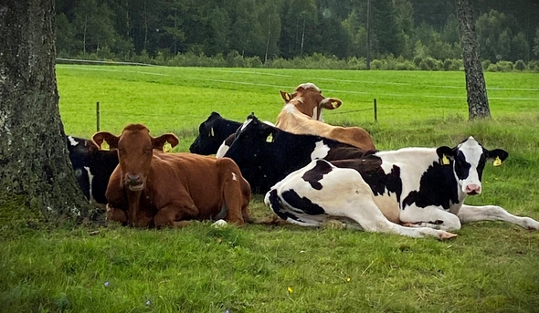 vilande kor under träd