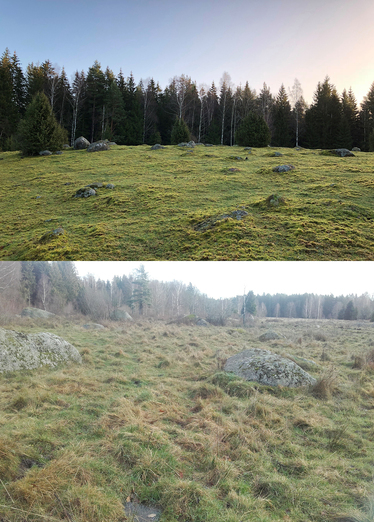 överst bild på hårt betad mark, underst betesmark med mera gräs
