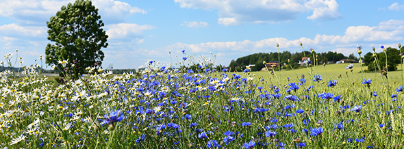 Blomsteräng