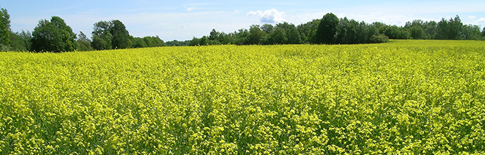 Blommande rapsfält