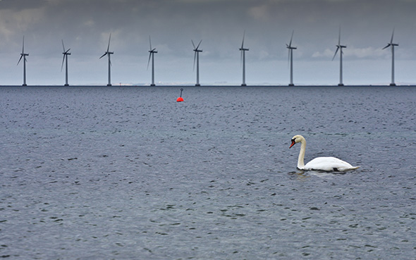 Svan på havet med vindkraftverk i bakgrunden.