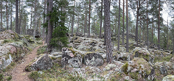 Vandringsled genom lavklädd skog