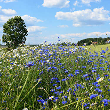 Blommande fält