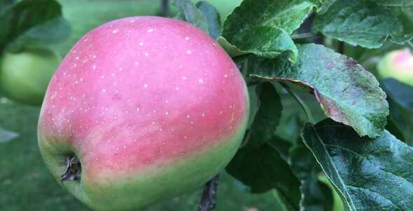 Närbild på äpple på träd