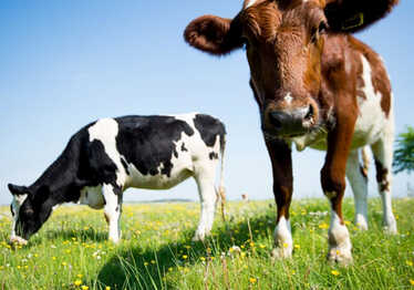 Kossor på bete som tittar in i kameran