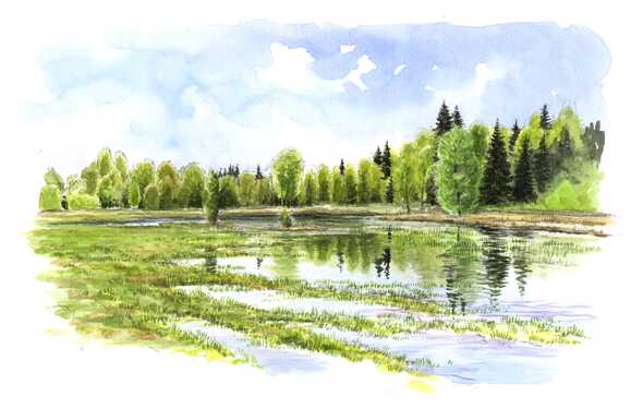 Illustration av översvämmad madmark